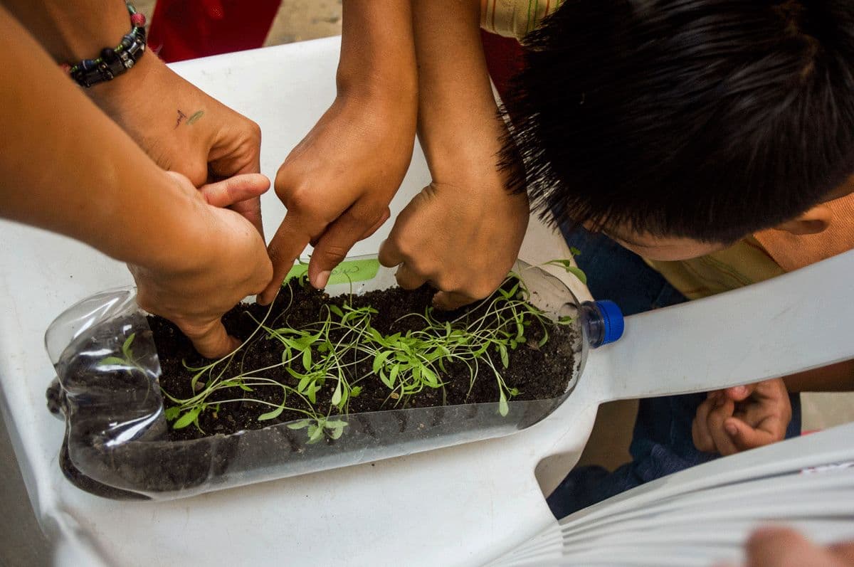 Hands of a volunteer and children planting seedlings in a recycled plastic bottle